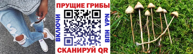 Галлюциногенные грибы Psilocybine cubensis  наркошоп  Короча 